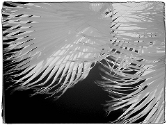 Palms 1
